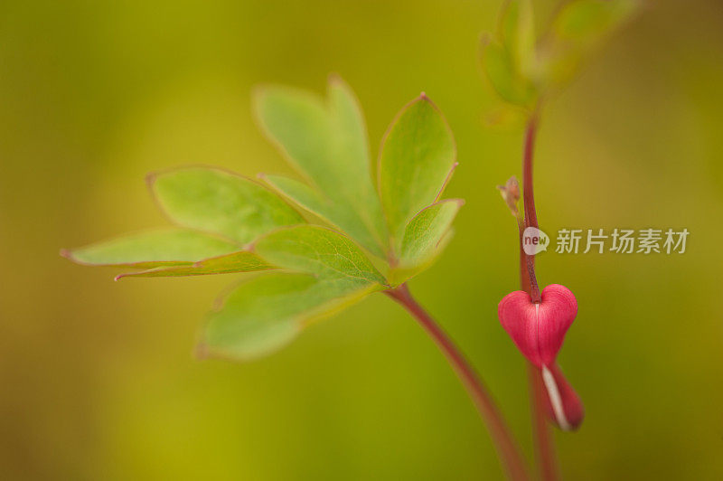 近景“血心”(Dicentra Spectabilis)春天在花园里开花